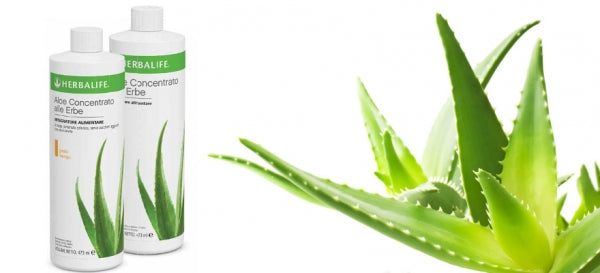 Aloe Herbalife